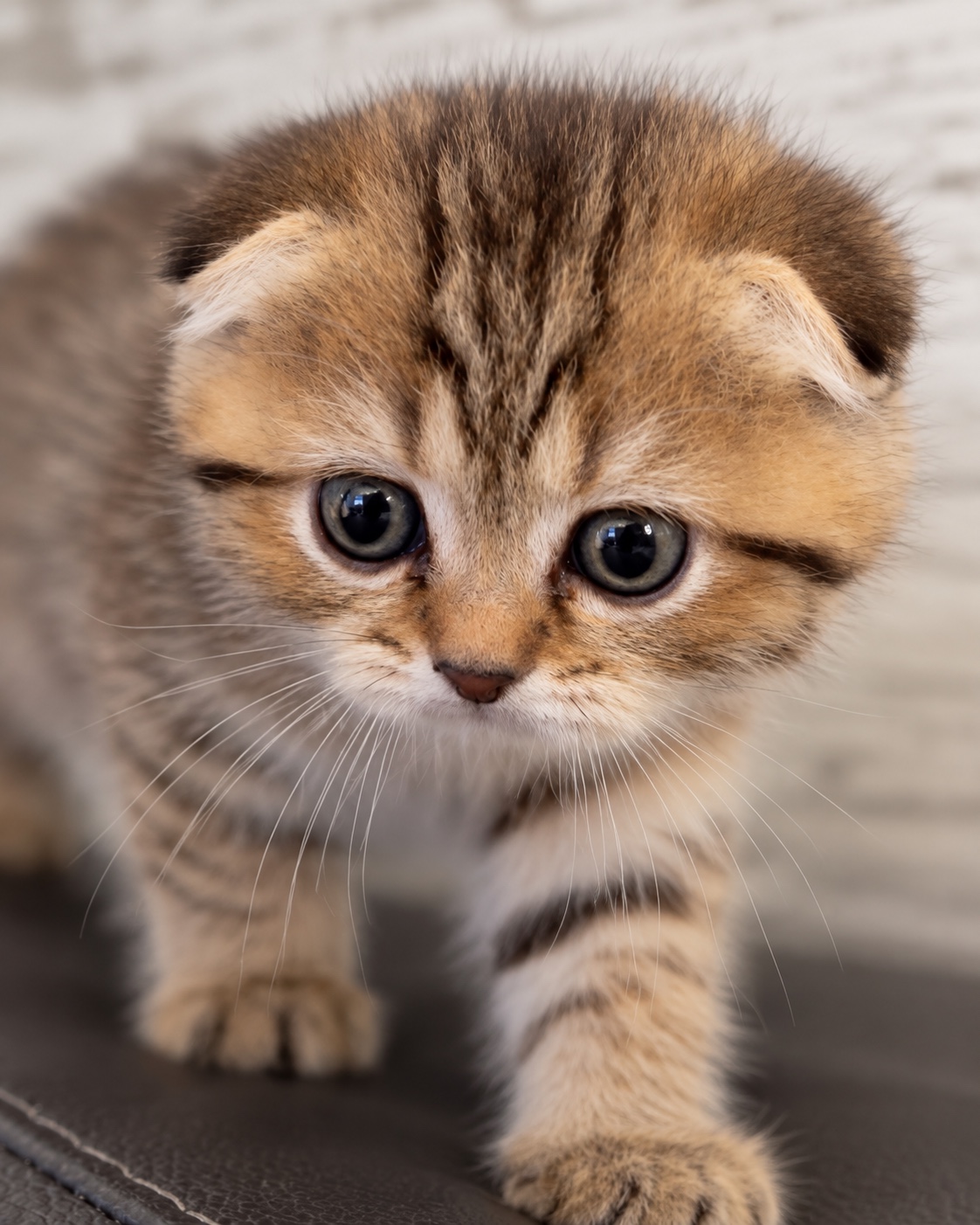 Close-up portrait of Margo, a golden-brown Scottish Fold kitten