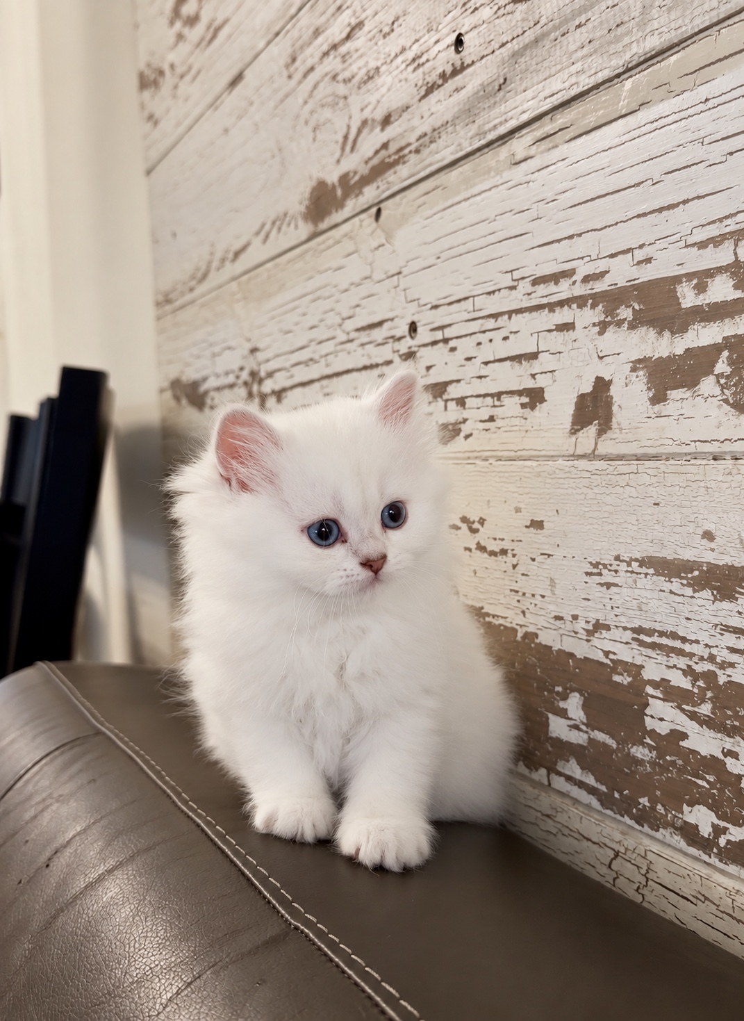 Full view of Yulia showing her fluffy white coat