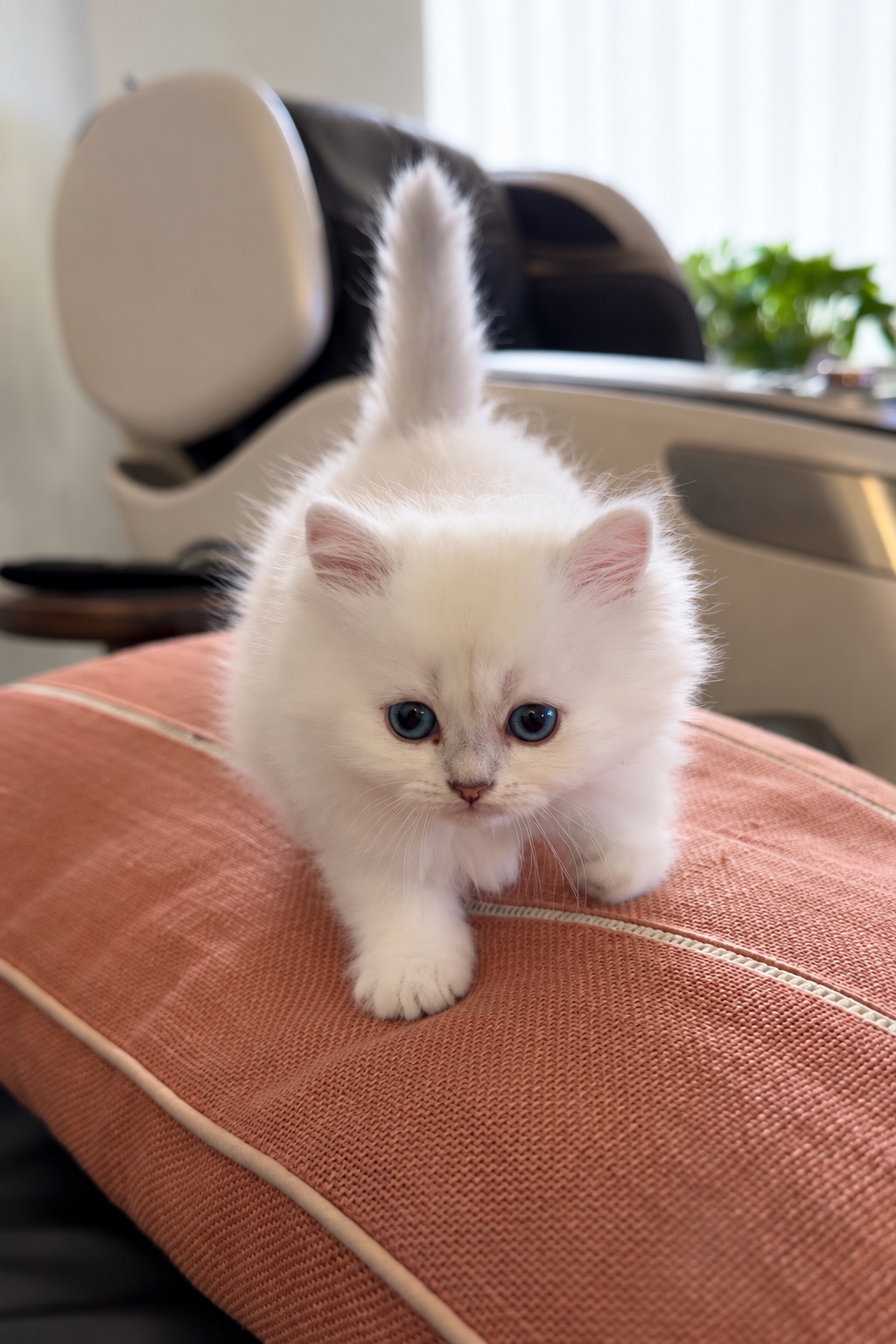 Yulia, a fluffy white Scottish Straight kitten, walking
